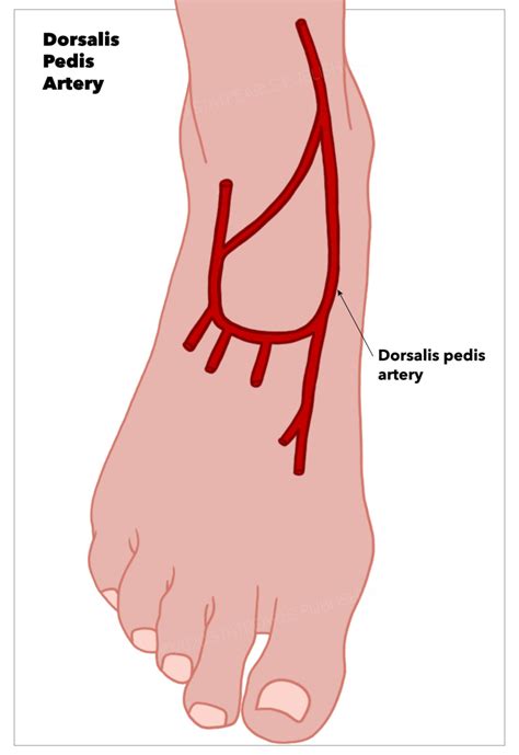 Mar 26, 2022 · The dorsalis pedis artery, a continuation of the anterior tibial artery, has more anatomical variation to consider . In the majority of cases the dorsalis pedis lies on the dorsum of the midfoot [ 10 ], between the extensor hallucis longus and extensor digitorum longus tendons, superior to the cuneiforms. 